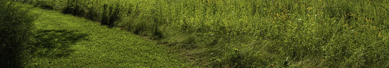 grassy path through a field