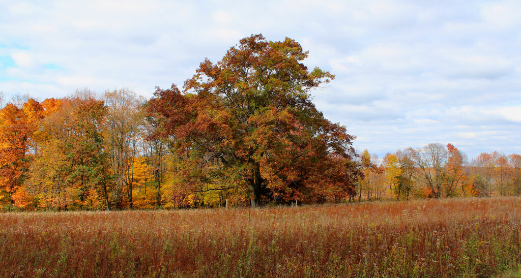 A large oak tree in autumn at the Pick Nature Preserve