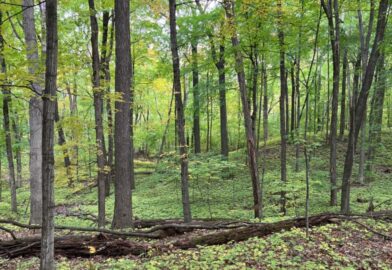 Area of the wooded parcel known as Ostberg